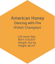 American Honey